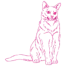 gatto
