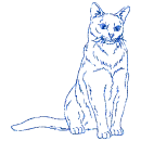 gatto