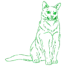 gatto