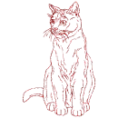 gatto