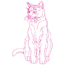 gatto