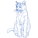 gatto