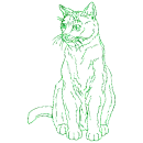 gatto