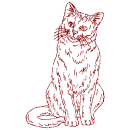 gatto
