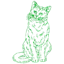 gatto