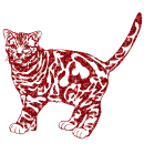 gatto