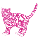 gatto