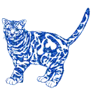 gatto