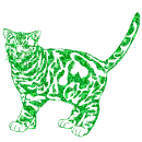 gatto