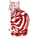 gatto