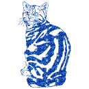 gatto
