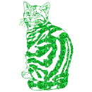 gatto