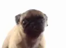 pug mug