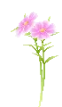 pink flowers