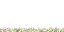 flower field