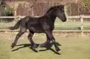 Friesians Rock!