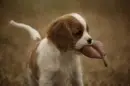 Cute pup