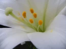 easter
