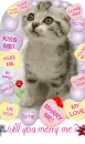 Will you marry me? cat