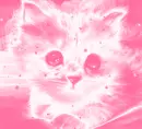 cat2