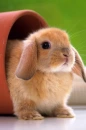 Cute  Bunny