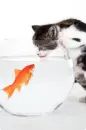 Cat n' fish