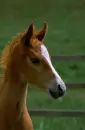 A Cute Quarter Horse Foal