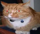evil kittie