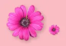 Flowers 1