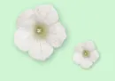 flowers 2