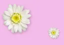 flowers 3