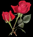 rose