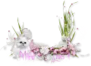 Cats and flowers