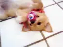 Puppy with dummy 