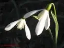 Spring Greetings