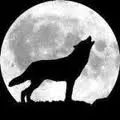 wolf rain