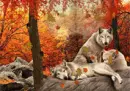 wolf