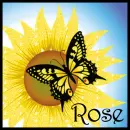 Sunflower And Butterfly - Rose