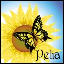 Sunflower And Butterfly - Pelia