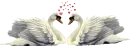 Cisne