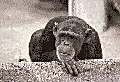chimpanzee