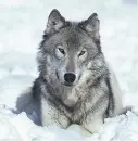 WOLF!!! LOVE WOLVES!!!!!!