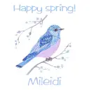 Spring bluebird - Mileidi