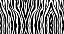 zebra!!!!