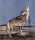 wolf