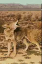 howling, wolf