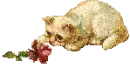 cat 3