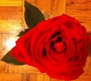 Beautiful Rose