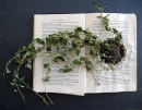 Ilote books