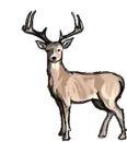 White-tail Buck